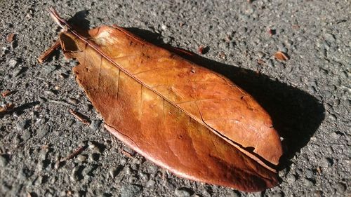 Close-up high angle view of leaf