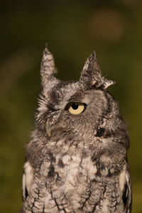 Close-up portrait of owl