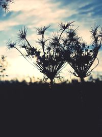 Close-up of silhouette tree against sky
