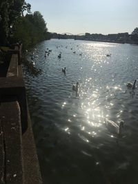 View of ducks swimming in lake