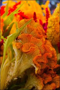 Close-up of marigold flowers