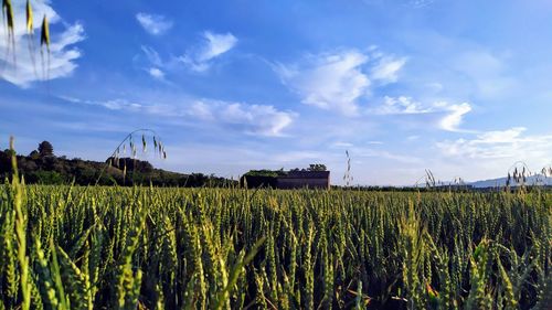 Scenic view of agricultural field against sky