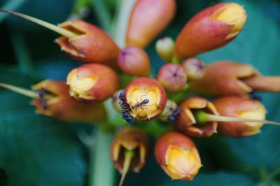 Close-up of exotic fruits and insects