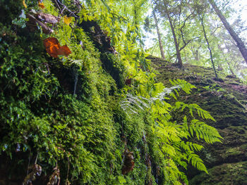 Low angle view of trees in forest