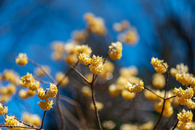 Close-up of white flowering plants