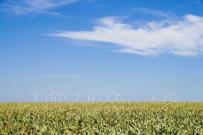 Windmills at farm against blue sky