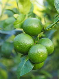 Close-up of fruits growing on tree