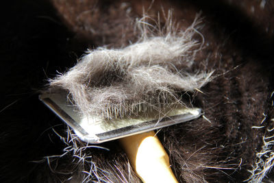 Close-up of animal hair in comb