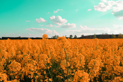 Scenic view of field against sky