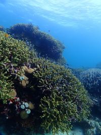 View of fish underwater