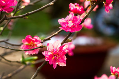 Pink flowers blooming on tree