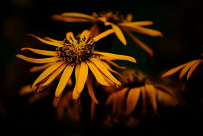 Close-up of yellow flower against black background