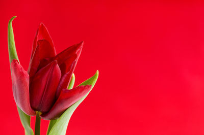 Close-up of flower over red background