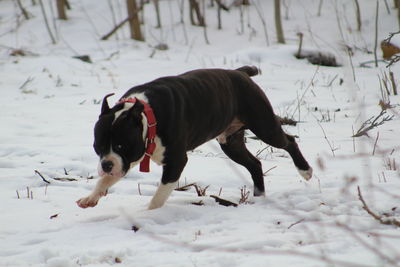 Staffordshire bull terrier running on snowfield