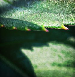 Close-up of plant