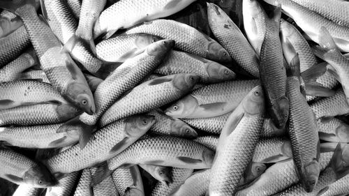 Full frame shot of fish for sale in market