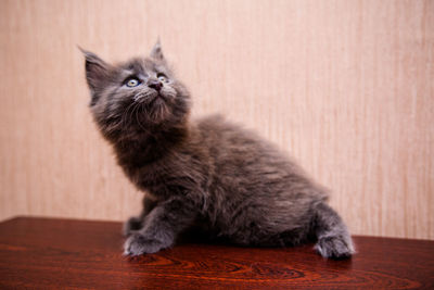 Portrait of cat sitting on wooden floor