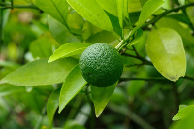 Mandarin oranges are growing