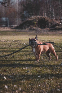 Dog running on field