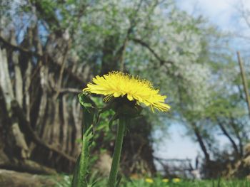 Close-up of yellow flower against blurred background