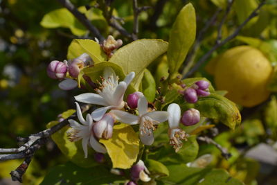 Close-up of flowers blooming on tree