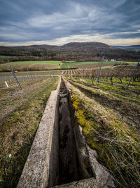 View of vineyard against sky