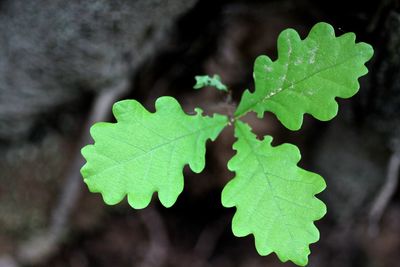 Close-up of leaf