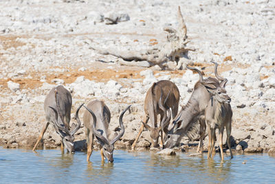 Flock of birds in a water