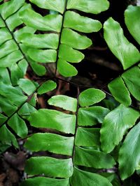 Full frame shot of green leaves