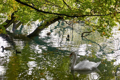 Swan floating on lake