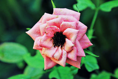 Close-up of pink flower blooming outdoors