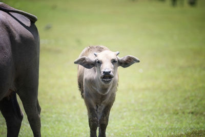 Baby buffalo in green field