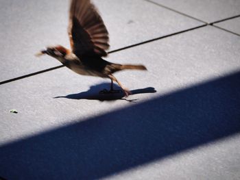 High angle view of bird flying in sunlight