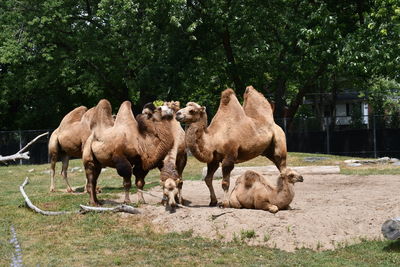 Camel family