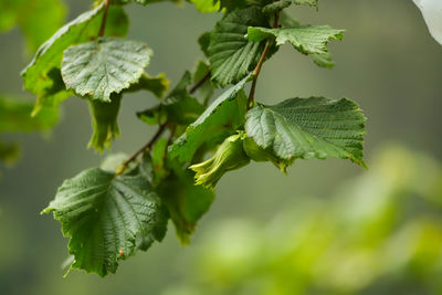 Close-up of fresh green leaves