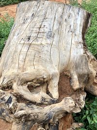 Close-up of tree trunk