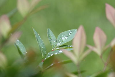 Close-up of water drops on leaf