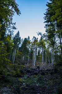 Low angle view of trees in forest