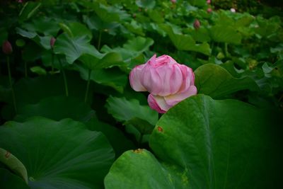 Close-up of pink flower blooming outdoors