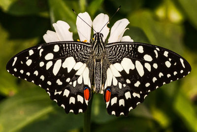 Close-up of butterfly pollinating on flower