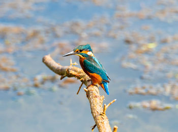 Close-up of bird perching on a tree