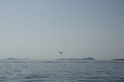 Bird flying over sea