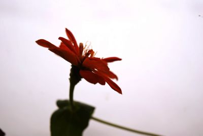 Close-up of flower blooming against sky