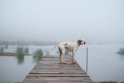 Dog on pier over lake against sky during foggy weather