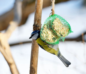 Close-up of bird perching on branch