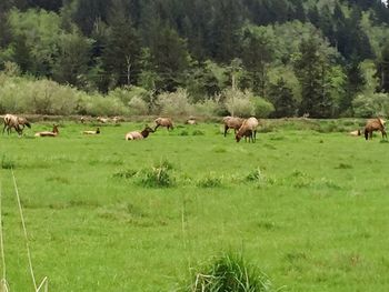 Sheep grazing on grassy field