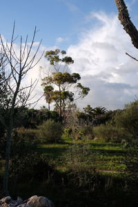 Scenic view of tree against sky