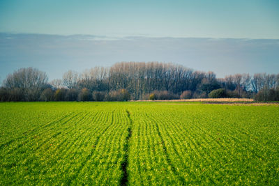 Scenic view of agricultural field against sky