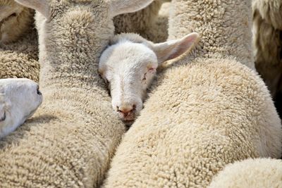 Sheep stuck in animal transport