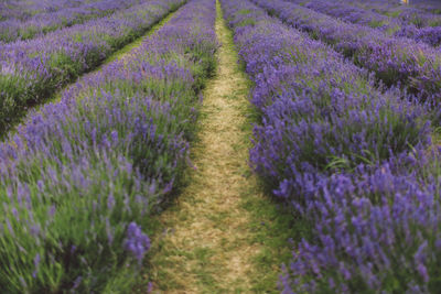 Lavender flowers growing in field